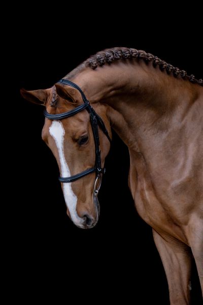 ASGREEN 2000 Z - Royal excellence in every jump! | Studfarm